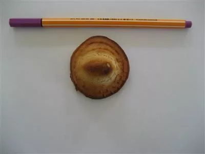 Einsiedler Schafbock