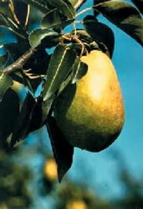 Eau-de-vie de poire du Valais (AOP)